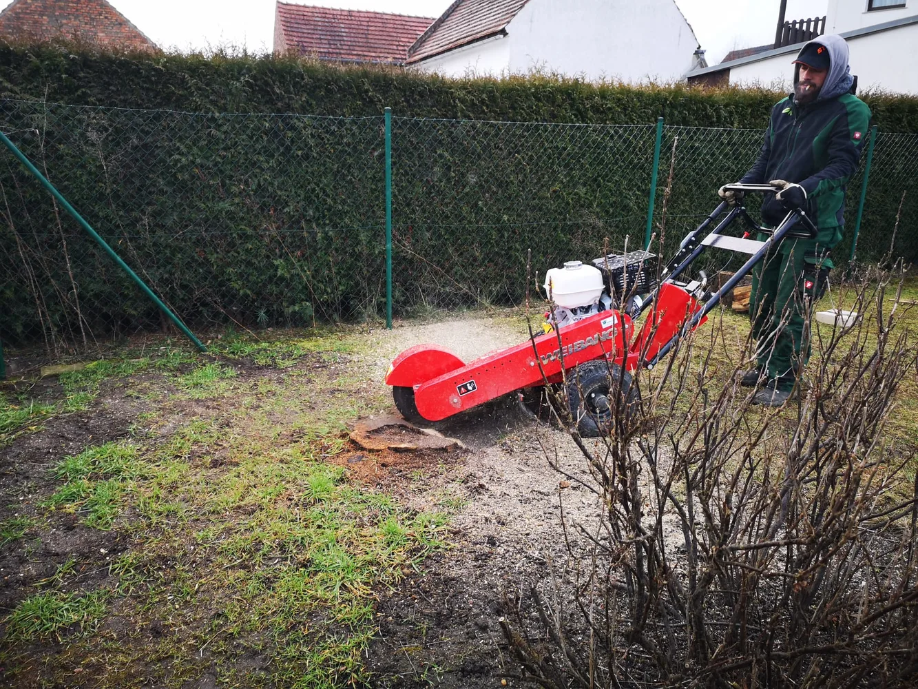 Stubbenfräse zerkleinert einen Baumstumpf im Garten