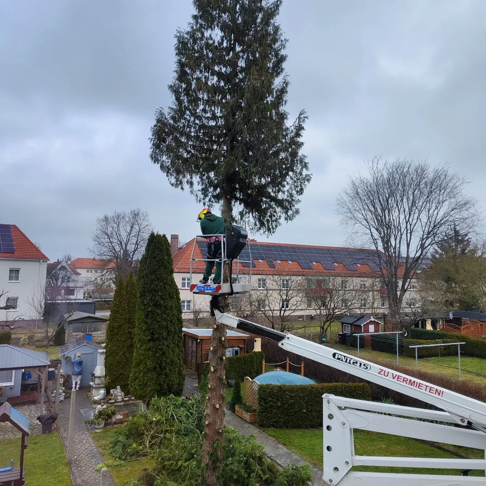 Baumfällung mit Hebebühne an hoher Nadelbaum