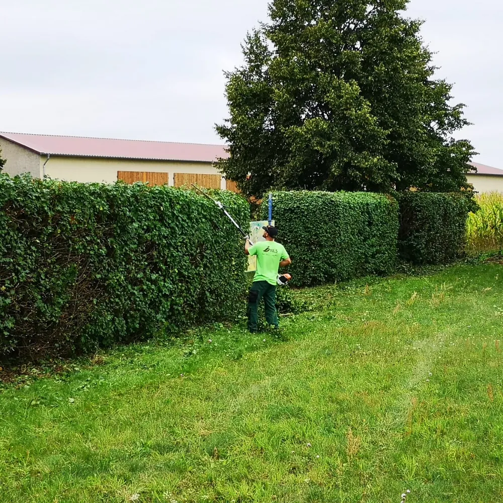 Mitarbeiter schneidet hohe Laubhecke mit Teleskop-Heckenschere