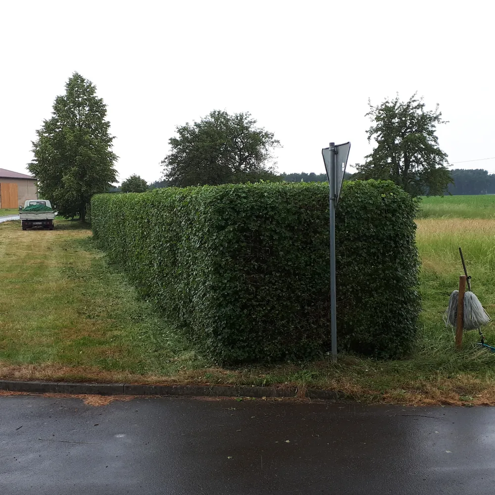 Frisch geschnittene, formschöne Hecke entlang einer Landstraße